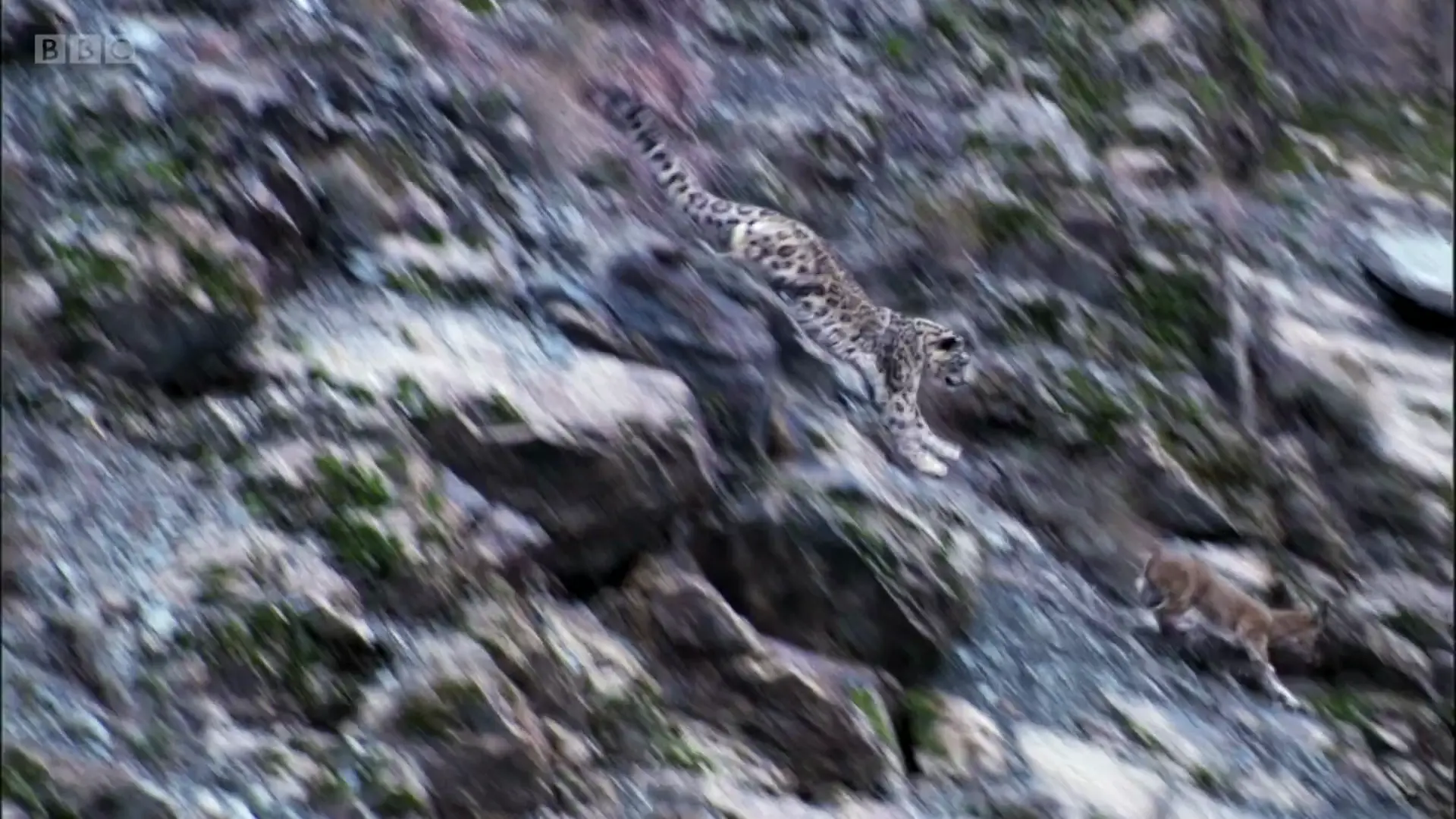 Snow leopard (Panthera uncia) as shown in Planet Earth - Mountains